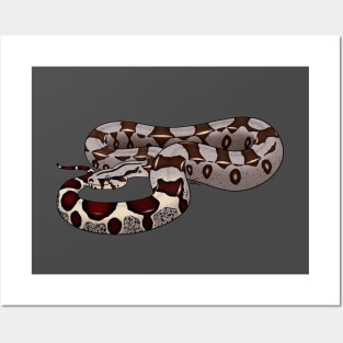 Red-tailed Boa or Boa Constrictor Constrictor - BCC Posters and Art